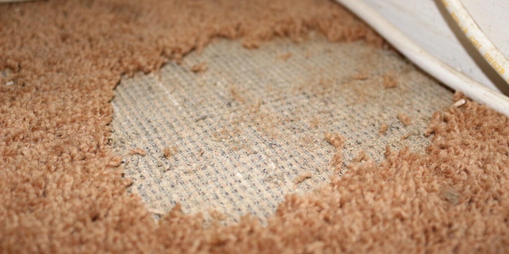 carpet moth treatment