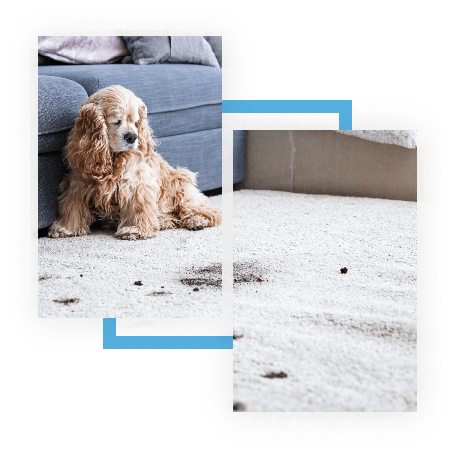 Carpet Cleaning Pros How Much Is Carpet Cleaning?