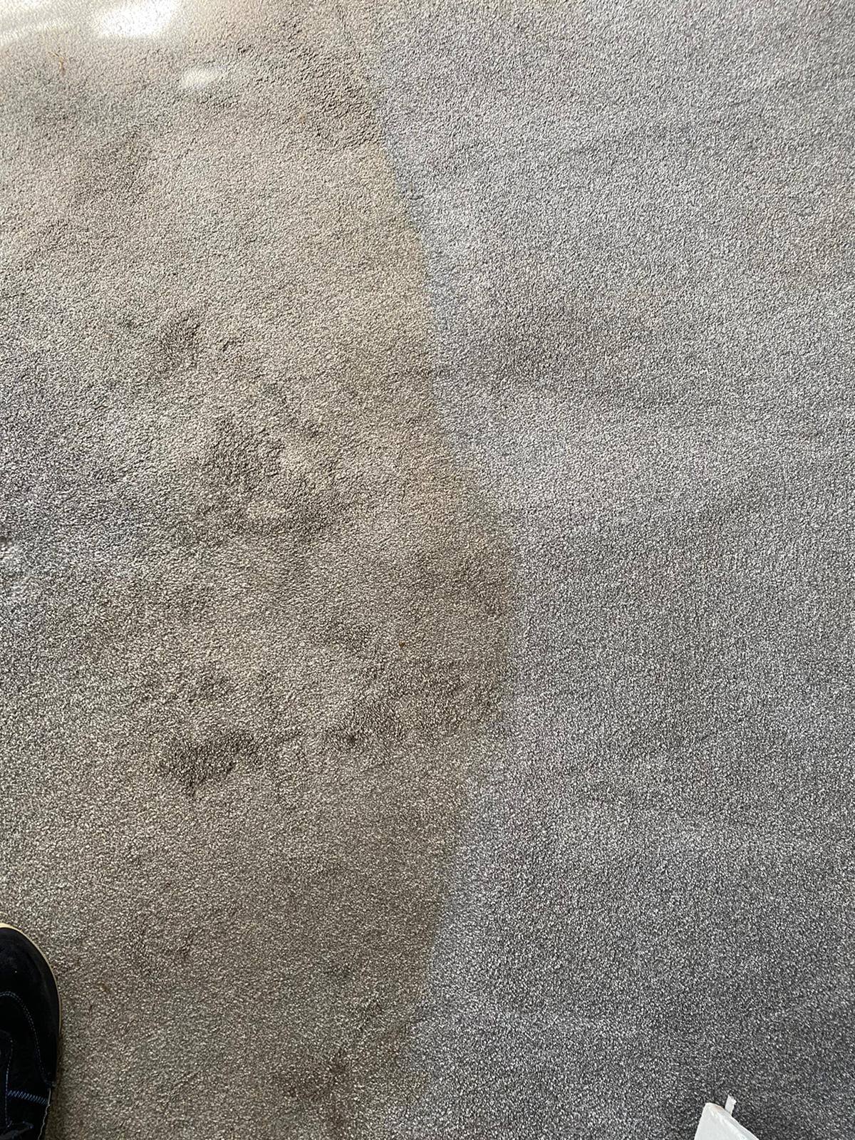 Carpet cleaning before and after