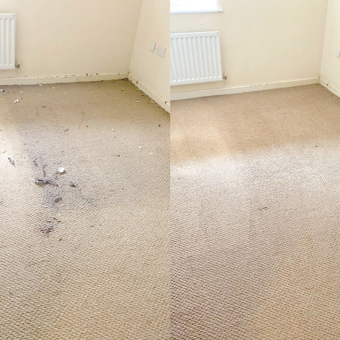 Carpet cleaning near me