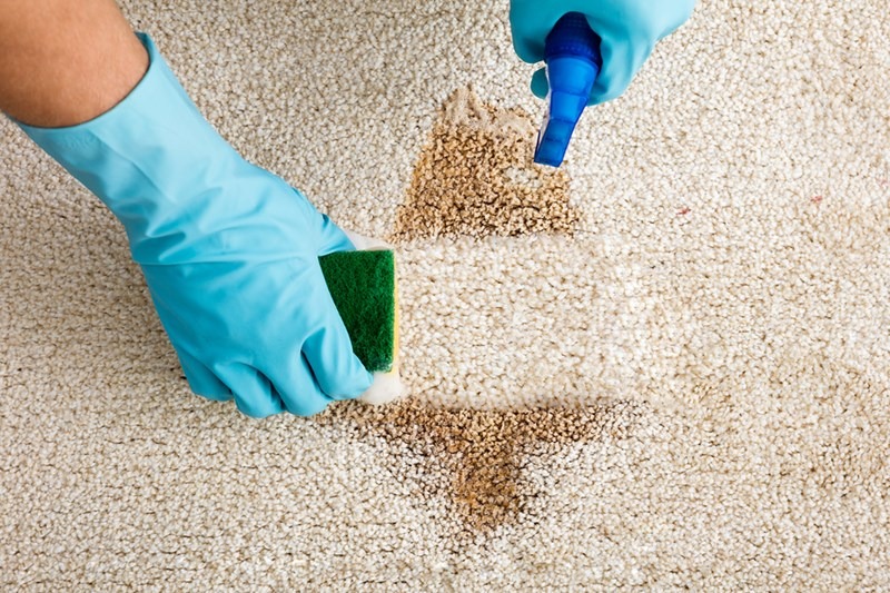 How Do I Remove Vomit Stain And Smell From The Carpet