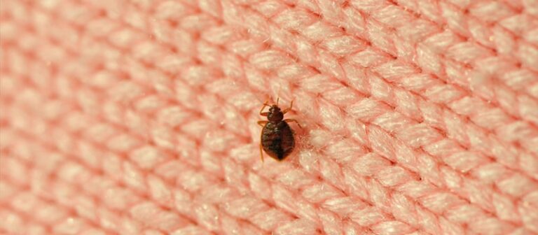 What Is The Best Way To Get Rid Of Carpet Moths